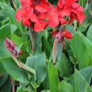 Canna Lily Flore Outdoor Indoor 100 PCS Seeds