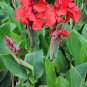 Canna Lily Flore Outdoor Indoor 100 PCS Seeds