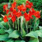Canna Lily Flore Outdoor Indoor 100 PCS Seeds