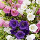 Canterbury Bells Mixed Perennial Flower 50 PCS Seeds