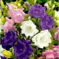 Canterbury Bells Mixed Perennial Flower 50 PCS Seeds