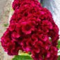 Celosia Cristata 200 PCS Seeds