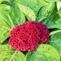 Celosia Cristata 200 PCS Seeds
