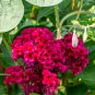 Celosia Cristata 200 PCS Seeds