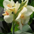 Canna Lily Ermine Tropical House Plant White Flowers 2 PCS Seeds