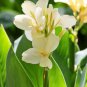 Canna Lily Ermine Tropical House Plant White Flowers 2 PCS Seeds