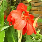 Canna Indica Fresh Red Double Flowers 15 PCS Seeds Canna Indica Fresh Red Double Flowers 15 PCS Seeds