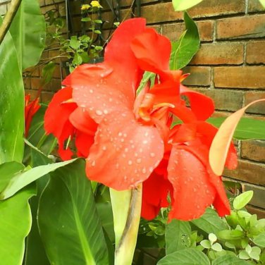 Canna Indica Fresh Red Double Flowers 15 PCS Seeds