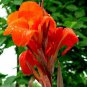 Canna Indica Fresh Red Double Flowers 15 PCS Seeds