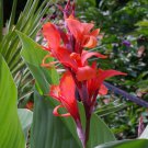 Canna Edulis 5 PCS Seeds