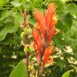 Canna Edulis 5 PCS Seeds