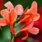 Canna Edulis 5 PCS Seeds