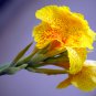 Canna Bonsai, DIY Potted Plants, IndoorOutdoor 102 PCS Seeds