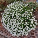 Candytuft Iberis Sempervirens 'Snowflake' Hardy Perennial Ground 100 PCS Seeds Candytuft Iberis Sempervirens 'Snowflake' Hardy Perennial Ground 100 PCS Seeds