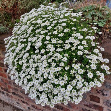 Candytuft Iberis Sempervirens 'Snowflake' Hardy Perennial Ground 100 PCS Seeds