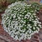 Candytuft Iberis Sempervirens 'Snowflake' Hardy Perennial Ground 100 PCS Seeds