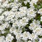 Candytuft Iberis Sempervirens 'Snowflake' Hardy Perennial Ground 100 PCS Seeds
