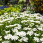 Candytuft Iberis Sempervirens 'Snowflake' Hardy Perennial Ground 100 PCS Seeds