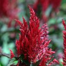Celosia Argentea Red Plumed Cockscomb Annual Bonsai Flower 50 PCS Seeds Celosia Argentea Red Plumed Cockscomb Annual Bonsai Flower 50 PCS Seeds