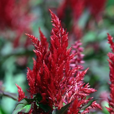 Celosia Argentea Red Plumed Cockscomb Annual Bonsai Flower 50 PCS Seeds