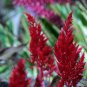Celosia Argentea Red Plumed Cockscomb Annual Bonsai Flower 50 PCS Seeds