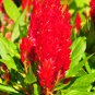 Celosia Argentea Red Plumed Cockscomb Annual Bonsai Flower 50 PCS Seeds