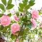 Camellia Flowers Plants 24kinds Color for Chose 50 PCS Seeds