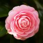 Camellia Flowers Plants 24kinds Color for Chose 50 PCS Seeds