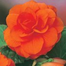 Camellia Flores Bright Orange Color 50 PCS Seeds Camellia Flores Bright Orange Color 50 PCS Seeds