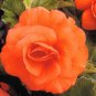 Camellia Flores Bright Orange Color 50 PCS Seeds