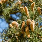 Cedrus deodara 10 PCS Seeds
