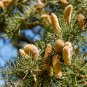 Cedrus deodara 10 PCS Seeds