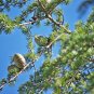 Cedrus deodara 10 PCS Seeds