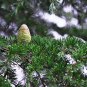 Cedrus deodara 10 PCS Seeds