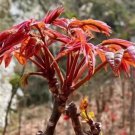 Cedrela Sinensis Chinese Toon Organic Vegetable 50 PCS Seeds