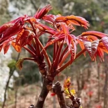Cedrela Sinensis Chinese Toon Organic Vegetable 50 PCS Seeds