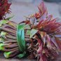 Cedrela Sinensis Chinese Toon Organic Vegetable 50 PCS Seeds