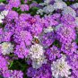 Candytuft Fragrant Iberis Amara Room Flower Bee 50 PCS Seeds