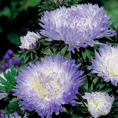 Callistephus chinensis China Aster Duchess Blue Ice Annual 50 PCS Seeds
