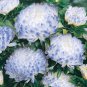 Callistephus chinensis China Aster Duchess Blue Ice Annual 50 PCS Seeds