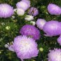Callistephus chinensis China Aster Duchess Blue Ice Annual 50 PCS Seeds