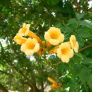 Campsis Radicans Yellow Flowers Climbing Vine 10 PCS Seeds Campsis Radicans Yellow Flowers Climbing Vine 10 PCS Seeds