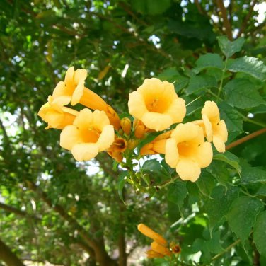 Campsis Radicans Yellow Flowers Climbing Vine 10 PCS Seeds