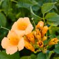 Campsis Radicans Yellow Flowers Climbing Vine 10 PCS Seeds