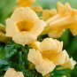 Campsis Radicans Yellow Flowers Climbing Vine 10 PCS Seeds