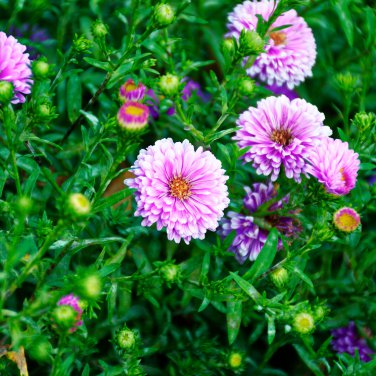 Callistephus Chinensis 200 PCS Seeds