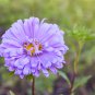Callistephus Chinensis 200 PCS Seeds