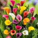 Calla Lily Zantedeschia aethiopica Flower semillas sementes 100 PCS Seeds