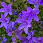 Campanula Punctata Rubriflora BELLFLOWER SPOTTED Flower 30 PCS Seeds