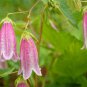 Campanula Punctata Rubriflora BELLFLOWER SPOTTED Flower 30 PCS Seeds